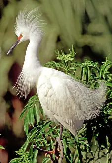 Crayfish: Snowy Egret (Egretta thula)