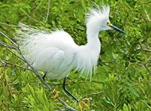 Timucuan: Snowy Egret (Egretta thula)