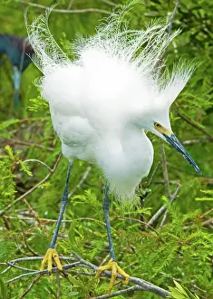 Timucuan: Snowy Egret (Egretta thula)