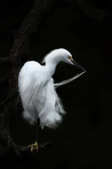 Thula: Snowy Egret (Egretta thula) in breeding plumage preening its