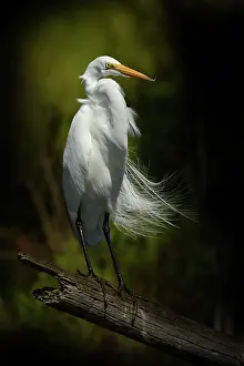 Cork: Snowy Egret (Egretta thula) in breeding plumage standing on