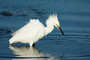Thula: Snowy Egret (Egretta thula) with fish