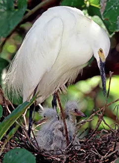 Recurved: Snowy Egret (Egretta thula) with nestlings