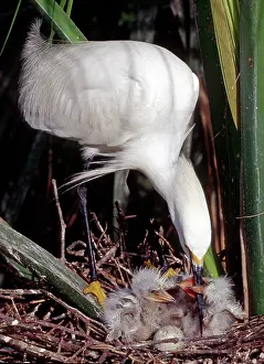 Recurved: Snowy Egret (Egretta thula) with nestlings