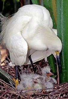 Recurved: Snowy Egret (Egretta thula) with nestlings