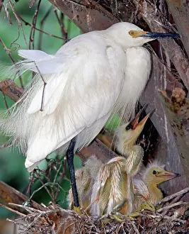 Recurved: Snowy Egret (Egretta thula) with nestlings