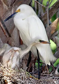 Recurved: Snowy Egret (Egretta thula) with nestlings
