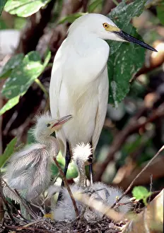 Recurved: Snowy Egret (Egretta thula) with nestlings