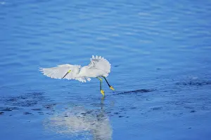 Picturesque: Snowy Egret (Egretta thula) starting flight