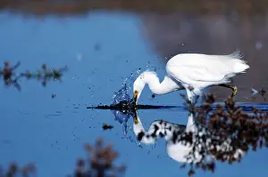 Morro: Snowy Egret Feeding