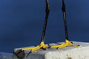 Sanibel: Snowy Egret Feet