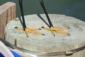 Egrets: Snowy Egret Feet while perched on pier in Fort Desoto