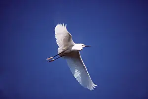 Egrets: SNOWY EGRET - in flight