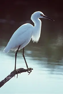 Balancing: SNOWY EGRET - Immature, perched on branch over water