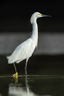 Llanos: Snowy Egret, Los Llanos, Colombia