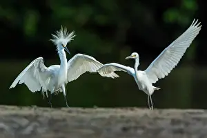 Llanos: Snowy Egret, Los Llanos, Colombia