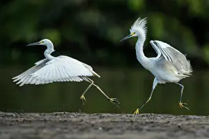 Llanos: Snowy Egret, Los Llanos, Colombia