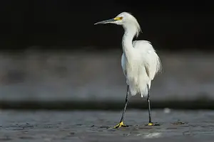 Llanos: Snowy Egret, Los Llanos, Colombia
