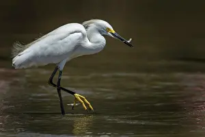 Llanos: Snowy Egret, Los Llanos, Colombia