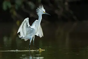 Llanos: Snowy Egret, Los Llanos, Colombia