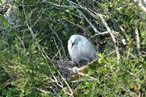 Egrets: Snowy Egret in nest