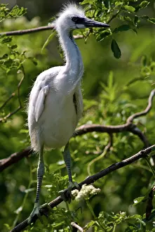Nestlings: Snowy Egret Nestlings