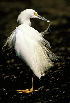 Thula: Snowy egret preening