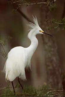 Crests: SNOWY EGRET - profile