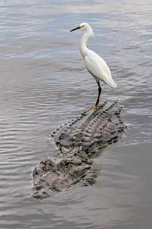 Riding: Snowy Egret riding on top of American alligator, Florida