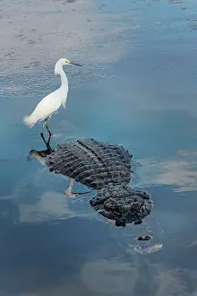 Danger: Snowy egret, riding on back of American alligator. Merritt