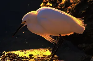 Thula: Snowy egret at sunset