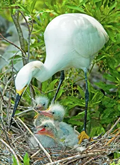 Tending: Snowy Egret tending young