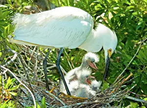 Tending: Snowy Egret tending young
