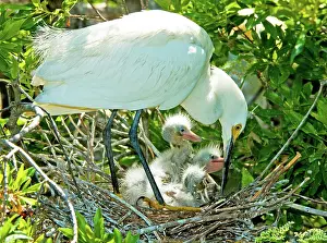 Tending: Snowy Egret tending young