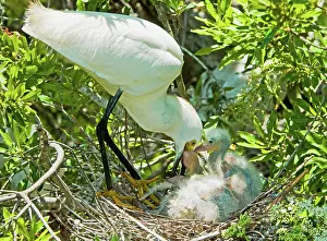 Tending: Snowy Egret tending young