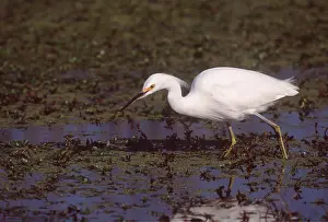 Pampa: SNOWY EGRET - wading through Pampas grass