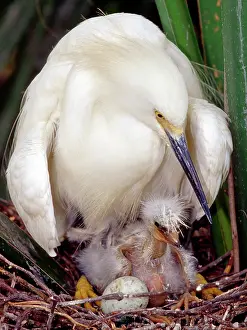 Crayfish: Snowy Egrets