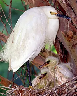 Thula: Snowy Egrets