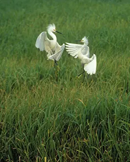 Waterbirds: Snowy Egrets