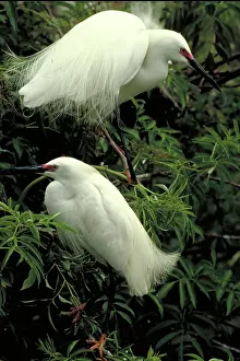 Rituals: Snowy egrets