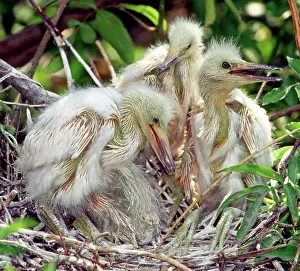 Timucuan: Snowy Egrets