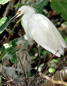 Timucuan: Snowy Egrets
