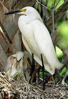 Timucuan: Snowy Egrets