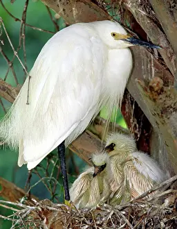 Timucuan: Snowy Egrets