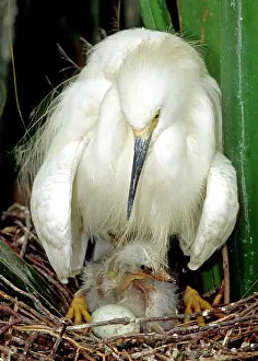 Timucuan: Snowy Egrets