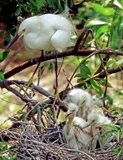Timucuan: Snowy Egrets