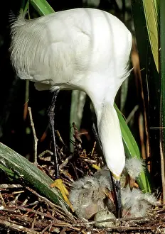 Egrets: Snowy Egrets