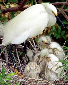 Egrets: Snowy Egrets