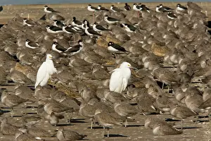 Willets: Snowy Egrets, Willets, Marbled Godwits and Black-necked