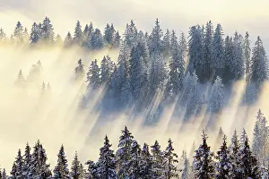 Snowed: Snowy fir forest, Gurnigel, Switzerland, Europe
